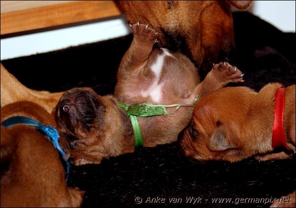 I-litter - 9 days old