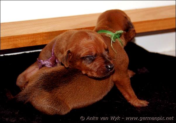 I-litter - 9 days old