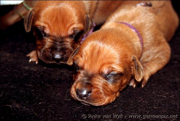 I-litter - 9 days old