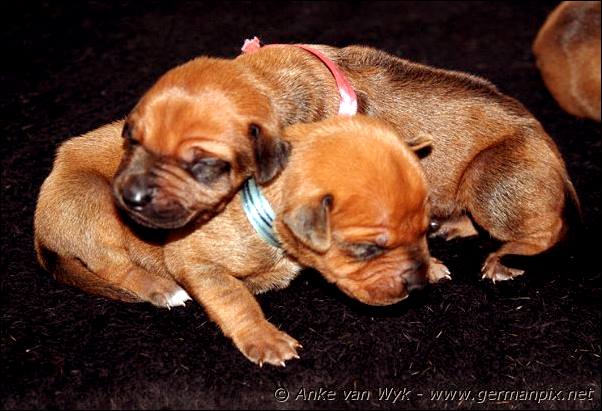 I-litter - 9 days old