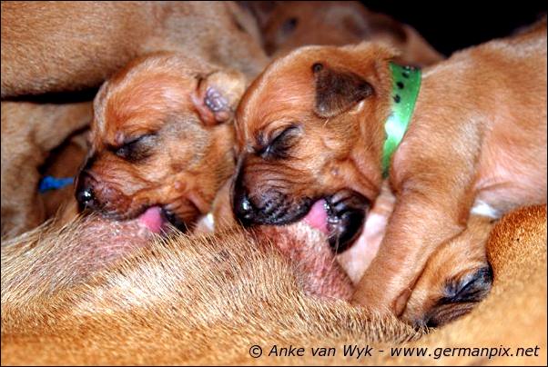 I-litter - 9 days old