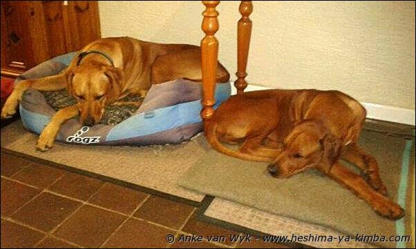 Heshimayakimba Ibnijah Tiger with Heshimayakimba Hananiah Amber