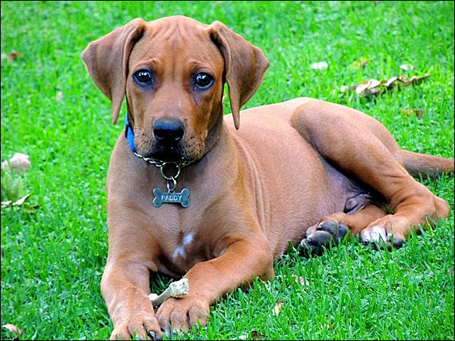 Heshimayakimba Igdaliah Paddy