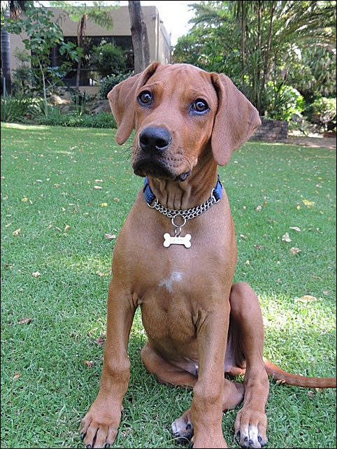 Heshimayakimba Igdaliah Paddy