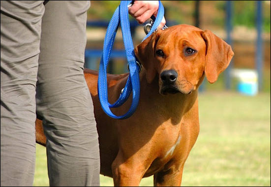 Heshimayakimba Igdaliah Paddy