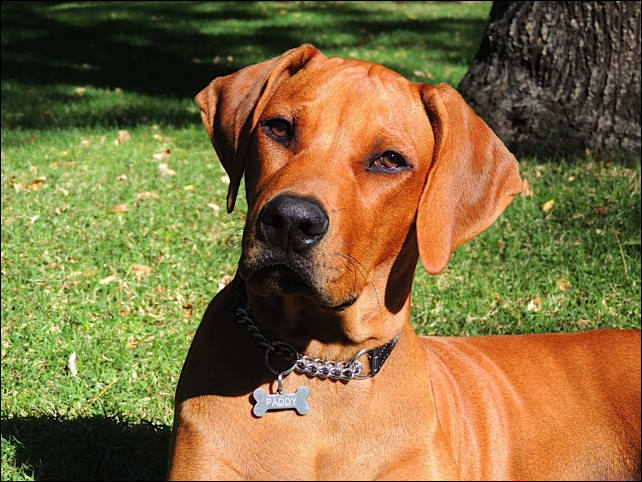 Heshimayakimba Igdaliah Paddy