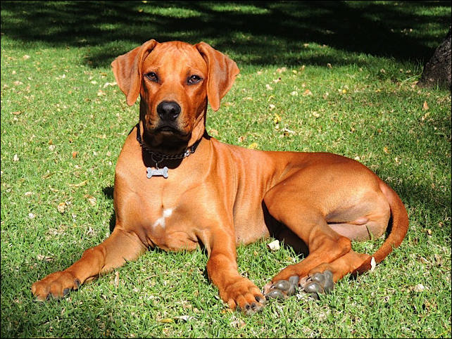 Heshimayakimba Igdaliah Paddy