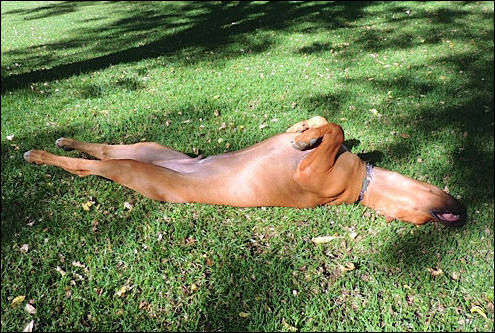 Heshimayakimba Igdaliah Paddy