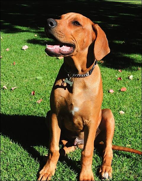 Heshimayakimba Igdaliah Paddy