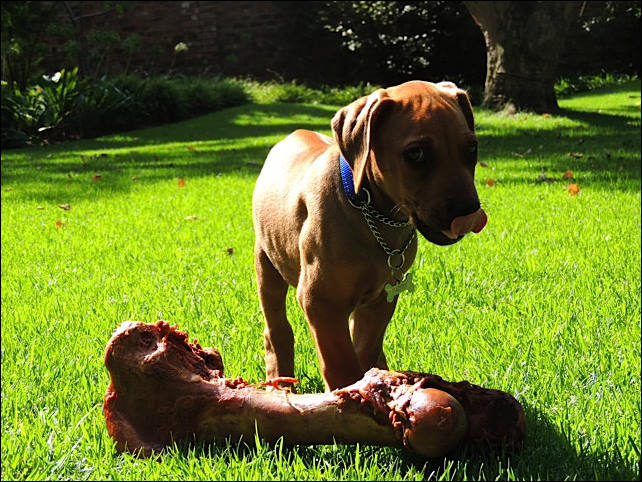 Heshimayakimba Igdaliah Paddy