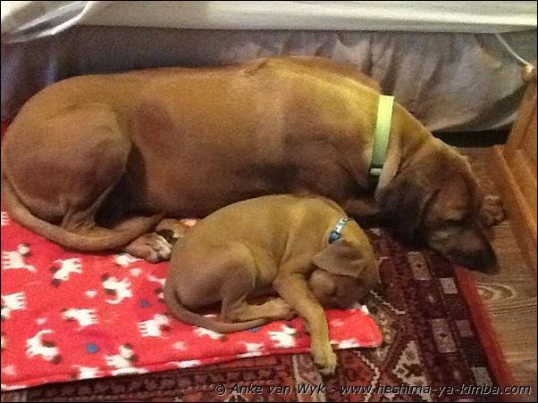 Heshimayakimba Ilai Bella with Heshimayakimba Fraulein Maggie