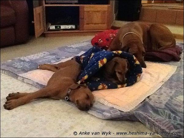 Heshimayakimba Ilai Bella 