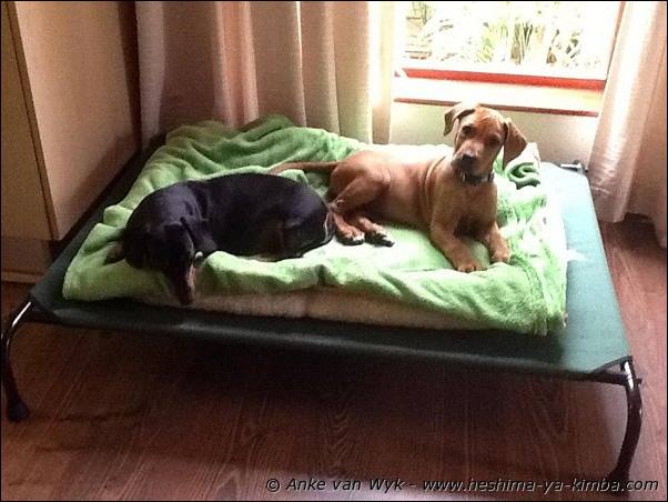 Heshimayakimba Ilai Bella 