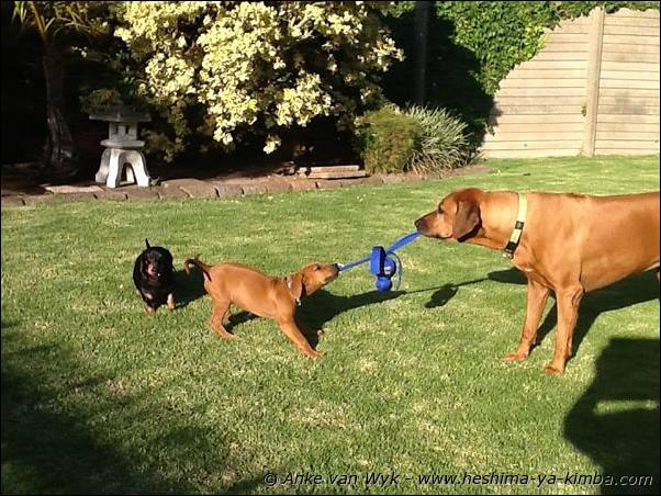 Heshimayakimba Ilai Bella with Heshimayakimba Fraulein Maggie