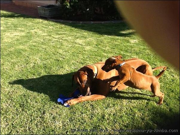 Heshimayakimba Ilai Bella with Heshimayakimba Fraulein Maggie