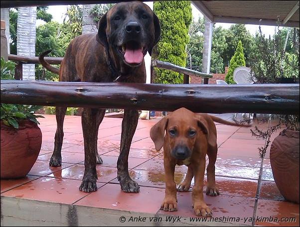 Heshimayakimba Imlah Kimba with big "sister"