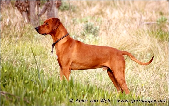 Der Rhodesian Ridgeback Kennel HESHIMA YA KIMBA (VDH/FCI)