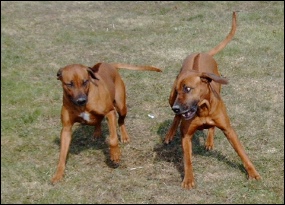 Heshima ya Kimba Badiri + daughter Azima (left)