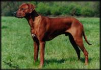 Heshima ya Kimba Cajune (photo � Karin van Klaveren)