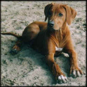 Heshima ya Kimba Cajune