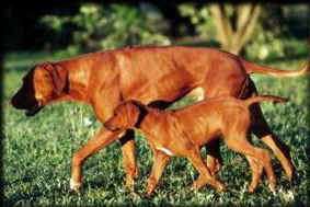CH. Heshima ya Kimba Chamba + CH. Bango Leoridge