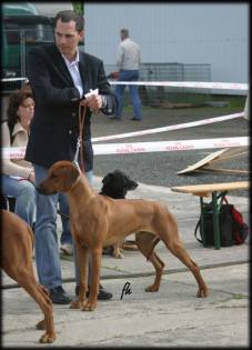 CH. Heshima ya Kimba Energy of Red (photo  Irena Hofferkova)