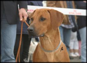 CH. Heshima ya Kimba Energy of Red (photo  Irena Hofferkova)