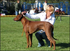 CH. Heshima ya Kimba Grand Aquarius