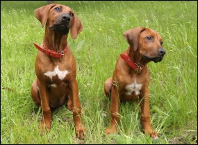 CH. Heshima ya Kimba Grand Aquarius (right)