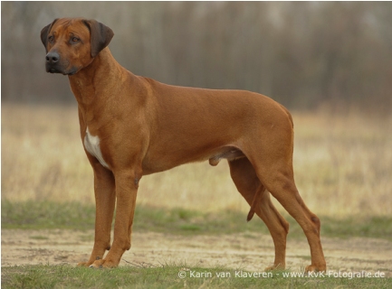 CH. Heshima ya Kimba Grand Aquarius