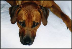 CH. Bella-Kimba