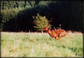 CH. Heshima ya Kimba Ashari (photo  Karin van Klaveren)