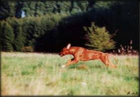 CH. Heshima ya Kimba Ashari (photo  Karin van Klaveren)