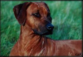 CH. Heshima ya Kimba Ashari (photo  Karin van Klaveren)