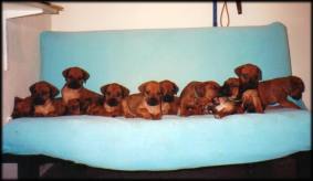 Heshima ya Kimba puppies