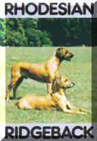 "Rhodesian Ridgeback" von Ann Woodrow