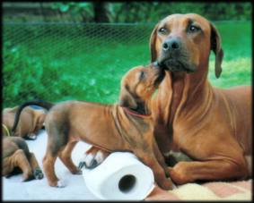 CH. Heshima ya Kimba Ashari with a puppy