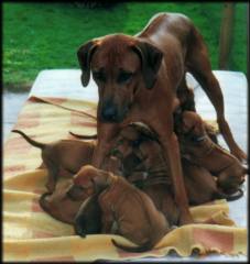 CH. Heshima ya Kimba Ashari with her puppies