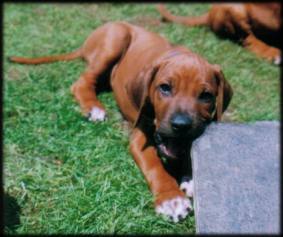 Heshima ya Kimba puppy