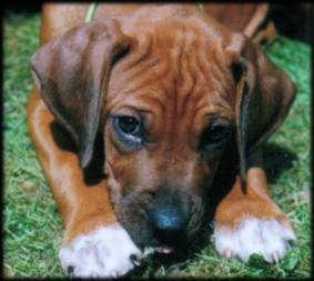 Heshima ya Kimba puppy