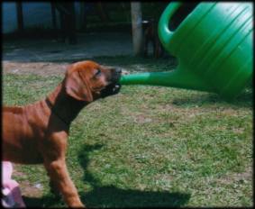 Heshima ya Kimba puppy