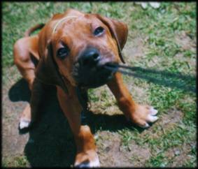 Heshima ya Kimba puppy