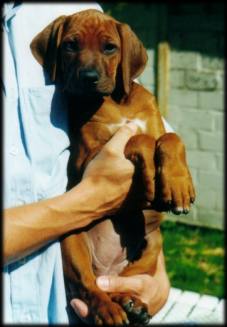 Heshima ya Kimba puppy