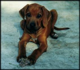 Heshima ya Kimba puppy