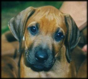 Heshima ya Kimba puppy