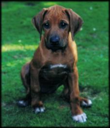 Heshima ya Kimba puppy