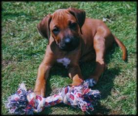 Heshima ya Kimba puppy