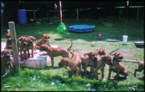 Heshima ya Kimba puppies